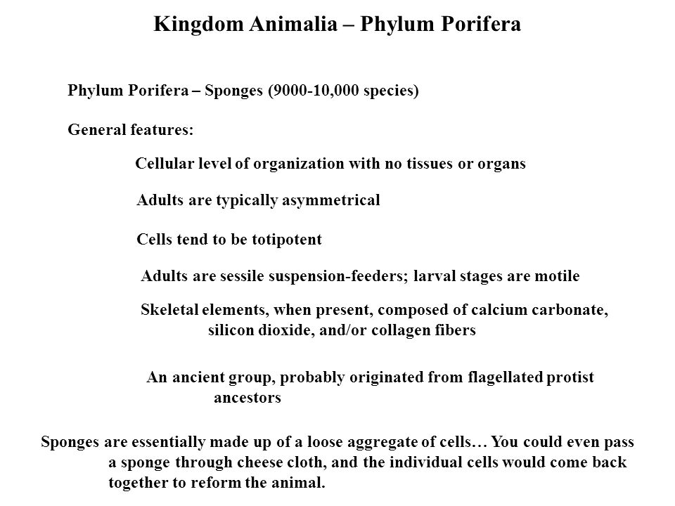 Kingdom Animalia Animal Features 1 Multicellular 2 Heterotrophic 3 Lack Cell Walls 4 Motile At Least At Some Stage Of Life 5 Typically Can Reproduce Ppt Download