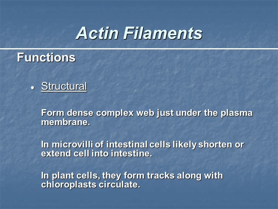 The Cytoskeleton Objectives 1 Define Cytoskeleton 2 Explain The General Functions Of The Cytoskeleton 3 List The 3 Types Of Cytoskeletal Elements Ppt Download