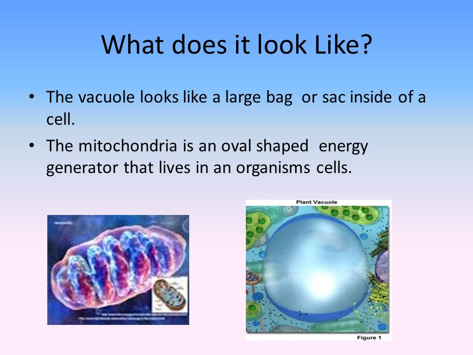 What does it look Like. The vacuole looks like a large bag or sac inside of a cell.