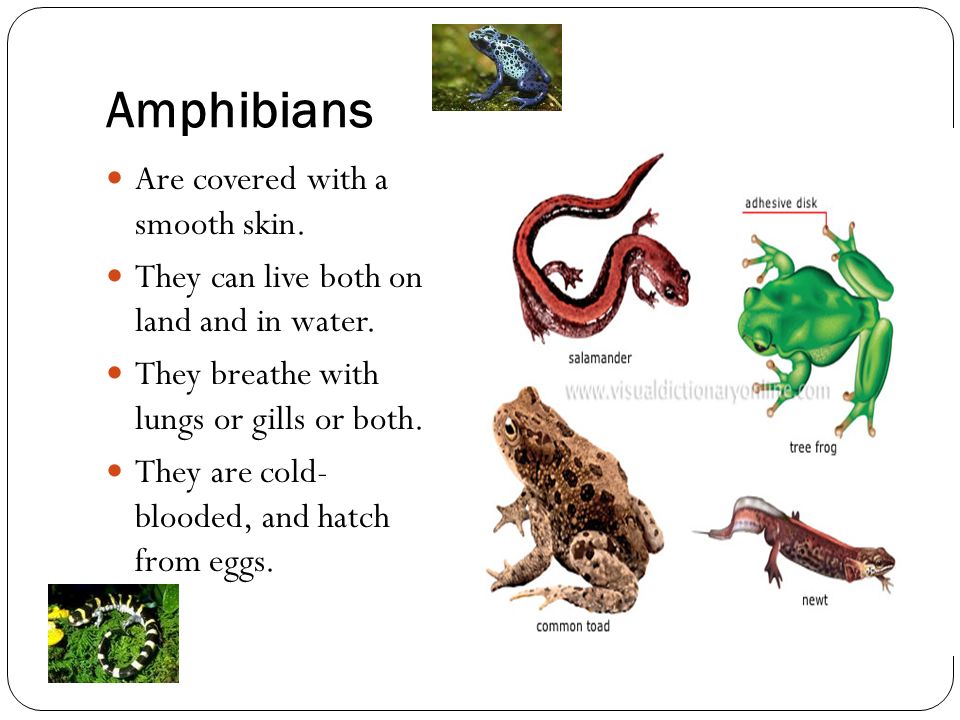 By Teacher Imy Cajigas Science class How are animals classified? - ppt  download