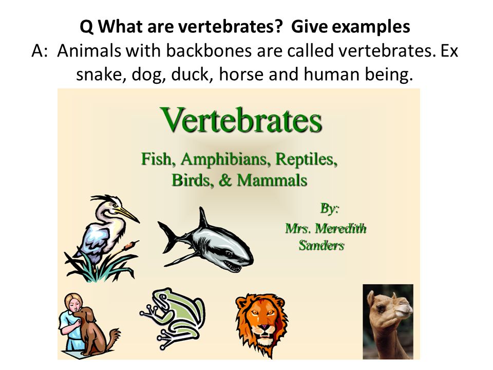Classification of vertebrates. Q What are vertebrates? Give examples A:  Animals with backbones are called vertebrates. Ex snake, dog, duck, horse  and. - ppt download