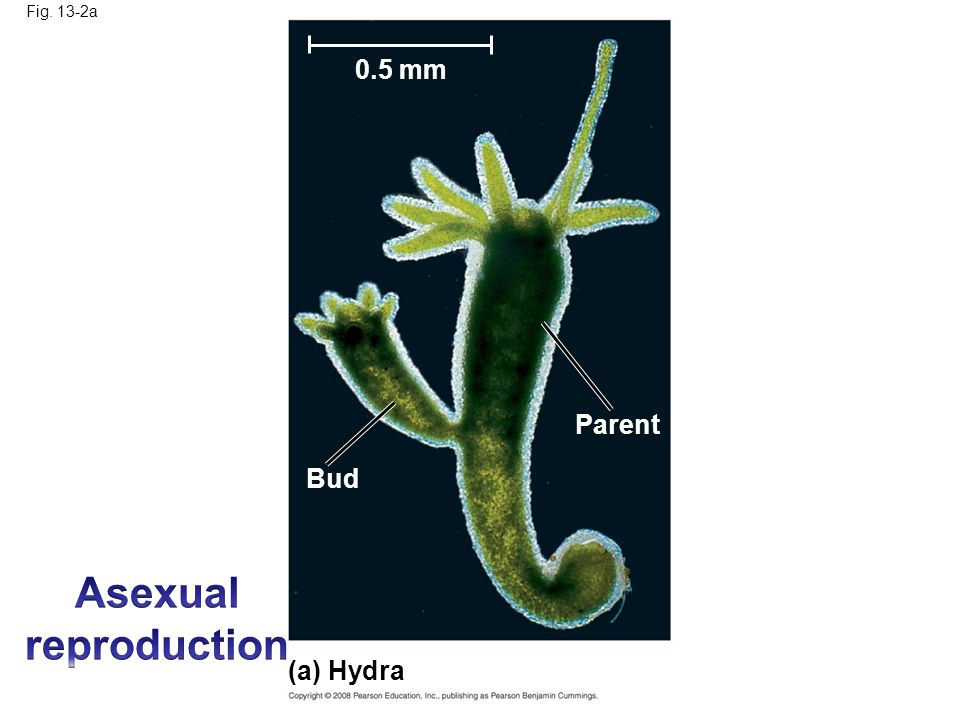 organisms like hydra organisms like hydra