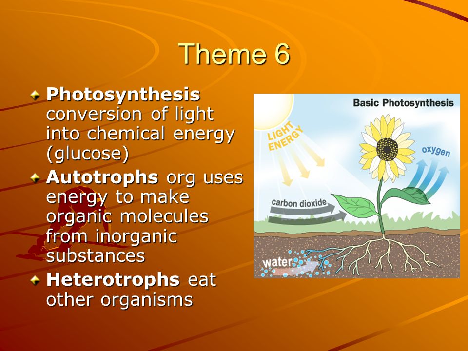 Biology: The Study Of Life C1- Pp C1 Table Of Contents Section 1.1 What 