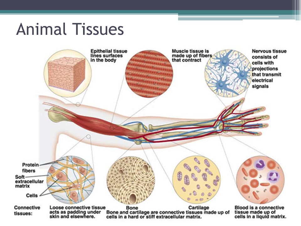 Cell Specialization and Tissues. Cell Differentiation About 200 different  types of cells in the human body Different in size, shape, function  Differentiation. - ppt download