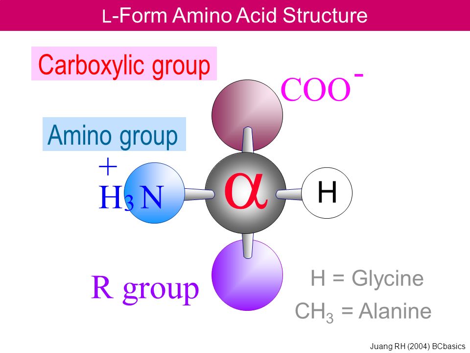 COO - R group Amino group Carboxylic group L -Form Amino Acid Structure  H = Glycine CH 3 = Alanine H N 3 + H Juang RH (2004) BCbasics