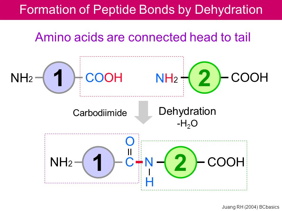 NH 2 COOH 1 NH2NH2 2 NH 2 C NCOOH O H 21 Amino acids are connected head to tail Formation of Peptide Bonds by Dehydration Dehydration -H 2 O Carbodiimide Juang RH (2004) BCbasics