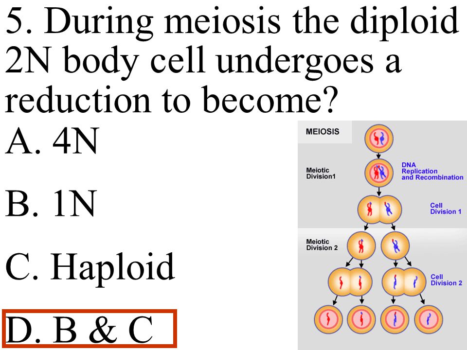 5. During meiosis the diploid 2N body cell undergoes a reduction to become.