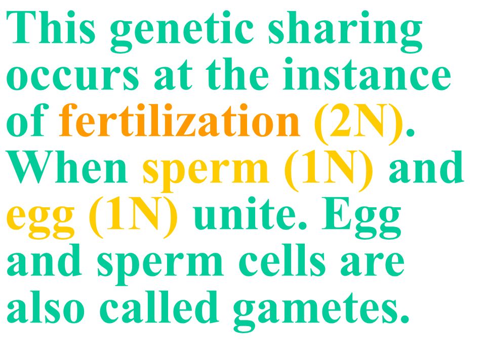 This genetic sharing occurs at the instance of fertilization (2N).