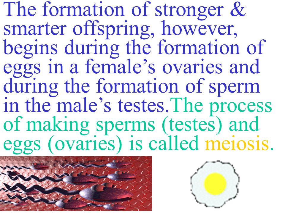 The formation of stronger & smarter offspring, however, begins during the formation of eggs in a female’s ovaries and during the formation of sperm in the male’s testes.The process of making sperms (testes) and eggs (ovaries) is called meiosis.