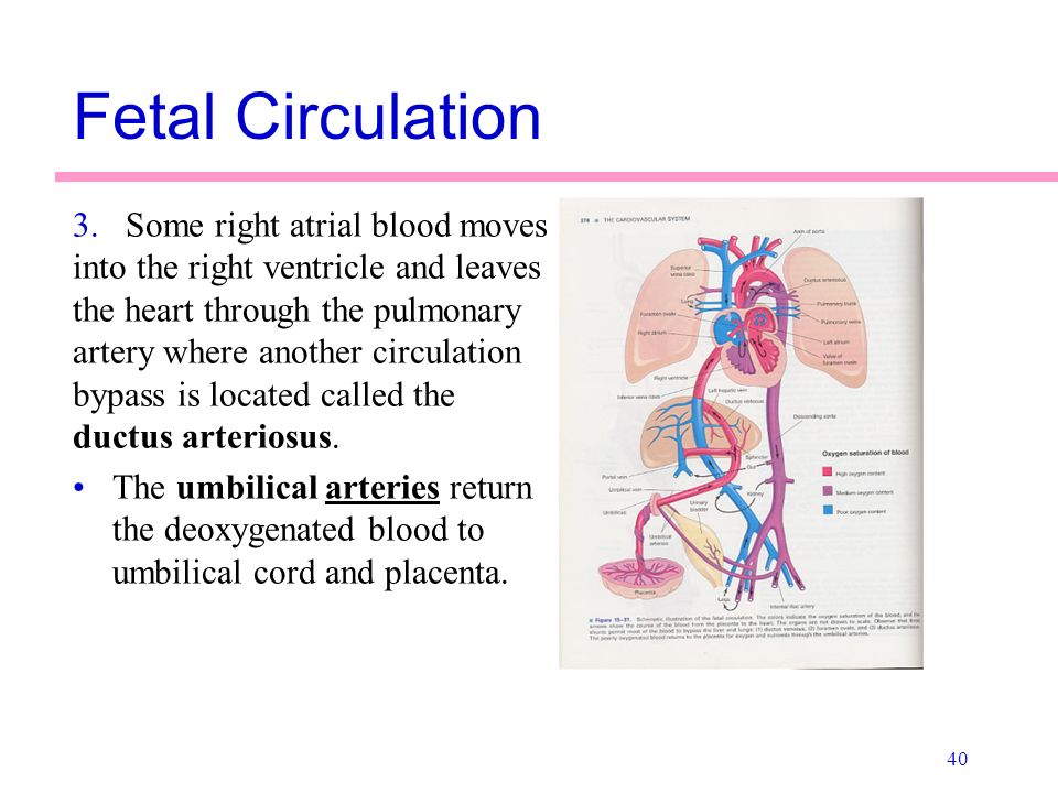 Fetal Circulation 3.