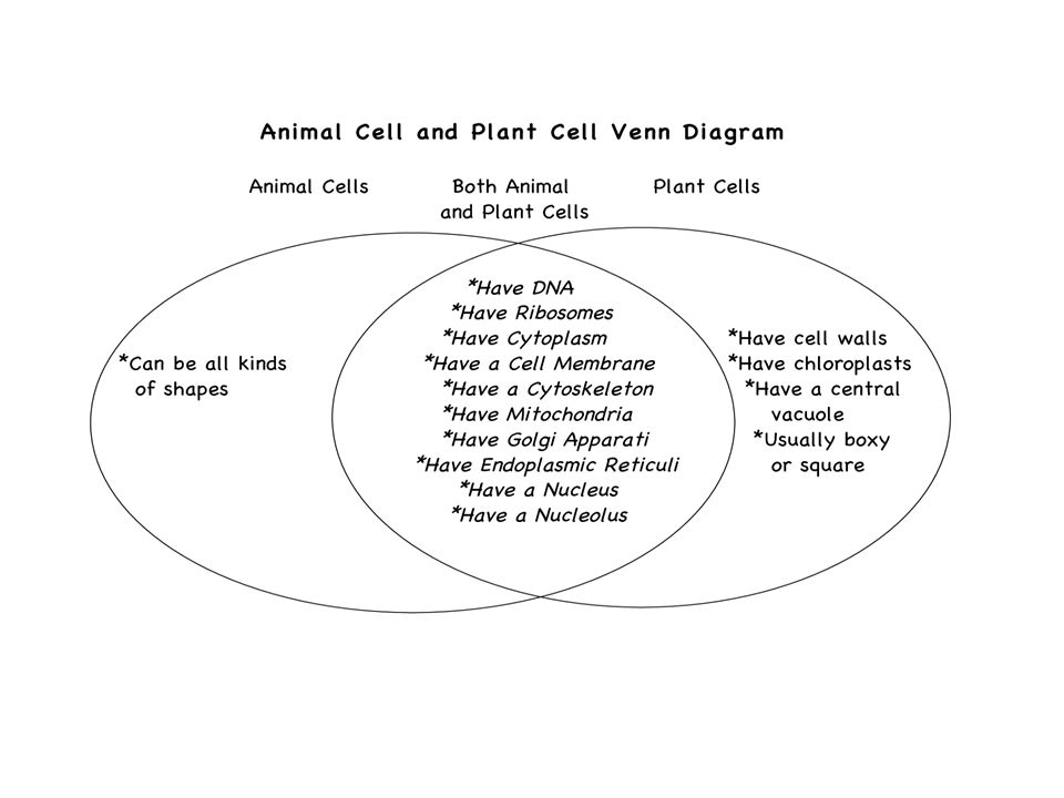 Animal cell and Plant cell characteristics. Cell Facts All living things  are composed of cells. Cells are the basic unit of structure and function  of. - ppt download