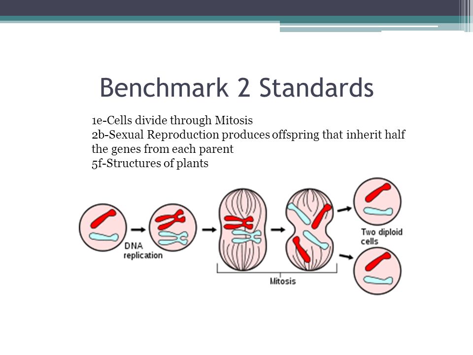 Benchmark 2 Standards 1e-Cells divide through Mitosis 2b-Sexual Reproduction produces offspring that inherit half the genes from each parent 5f-Structures of plants