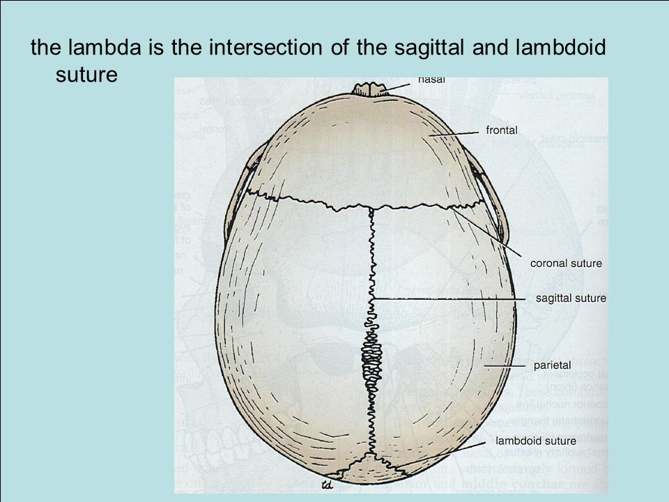 The Frontal Bone Consisting Of The Vertical Plate The Two Orbital Plates Ppt Download