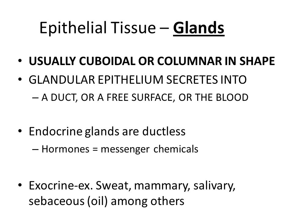 USUALLY CUBOIDAL OR COLUMNAR IN SHAPE GLANDULAR EPITHELIUM SECRETES INTO – A DUCT, OR A FREE SURFACE, OR THE BLOOD Endocrine glands are ductless – Hormones = messenger chemicals Exocrine-ex.