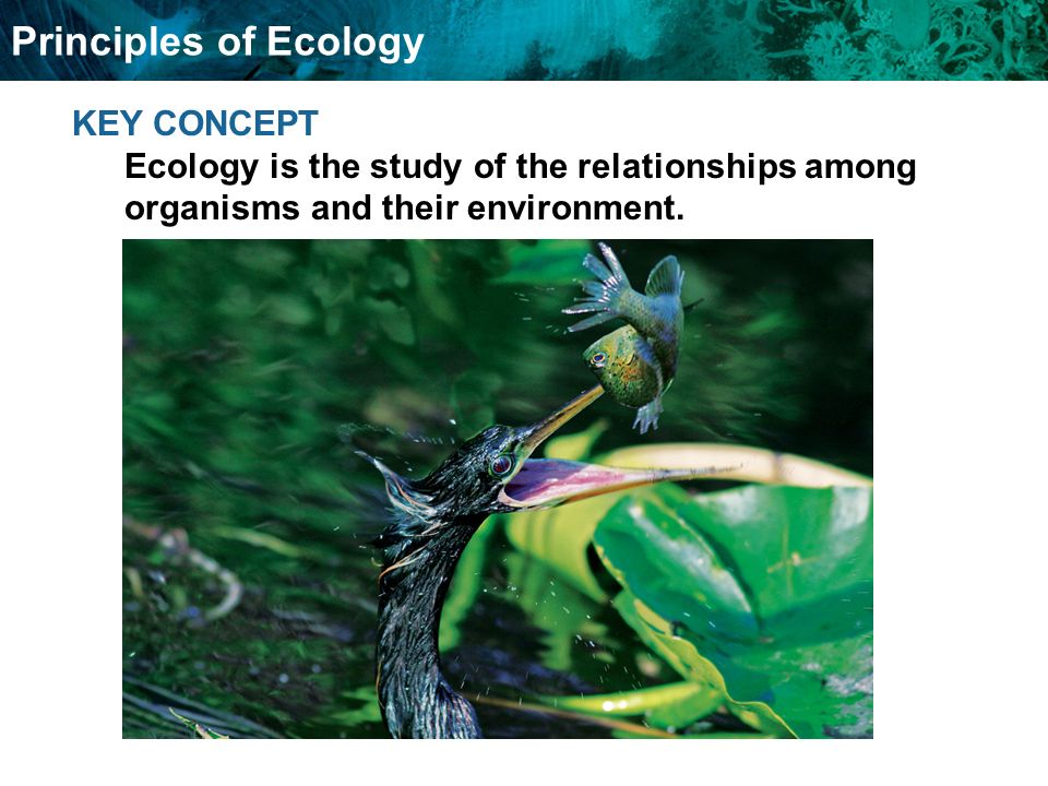 Food Chains And Food Webs Principles of Ecology KEY CONCEPT Ecology is the study of the relationships among organisms and their environment.