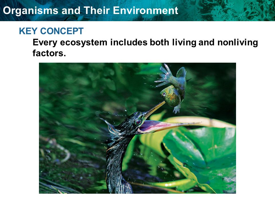 Organisms and Their Environment KEY CONCEPT Every ecosystem includes both living and nonliving factors.