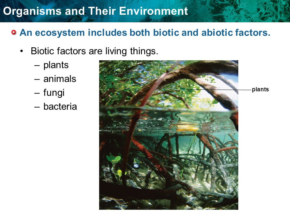 Organisms and Their Environment An ecosystem includes both biotic and abiotic factors.