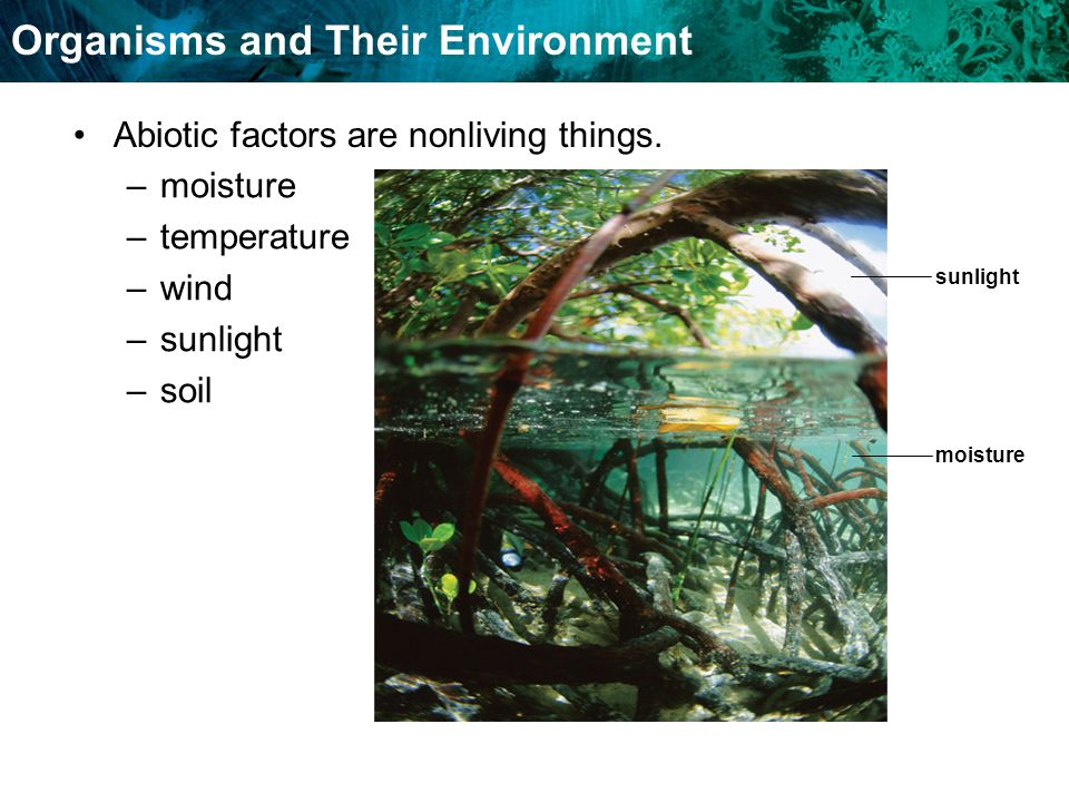 Organisms and Their Environment Abiotic factors are nonliving things.