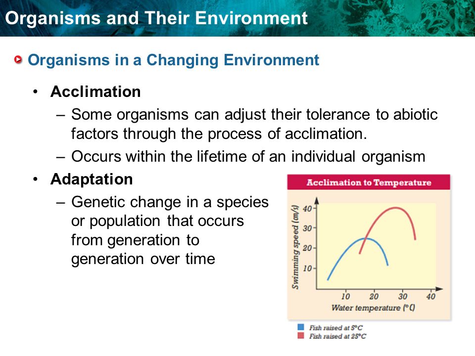 Organisms and Their Environment Organisms in a Changing Environment Acclimation –Some organisms can adjust their tolerance to abiotic factors through the process of acclimation.