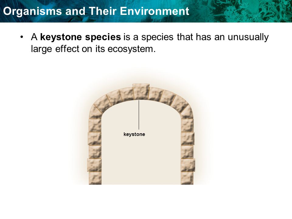 Organisms and Their Environment A keystone species is a species that has an unusually large effect on its ecosystem.