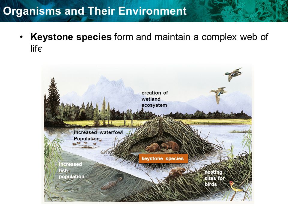 Organisms and Their Environment Keystone species form and maintain a complex web of life.