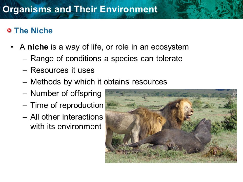 Organisms and Their Environment The Niche A niche is a way of life, or role in an ecosystem –Range of conditions a species can tolerate –Resources it uses –Methods by which it obtains resources –Number of offspring –Time of reproduction –All other interactions with its environment