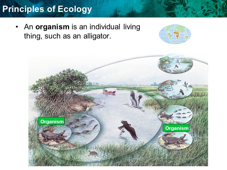 Food Chains And Food Webs Principles of Ecology Organism An organism is an individual living thing, such as an alligator.