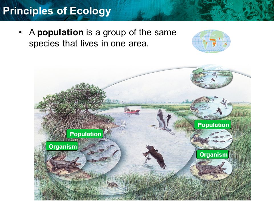 Food Chains And Food Webs Principles of Ecology Organism Population A population is a group of the same species that lives in one area.