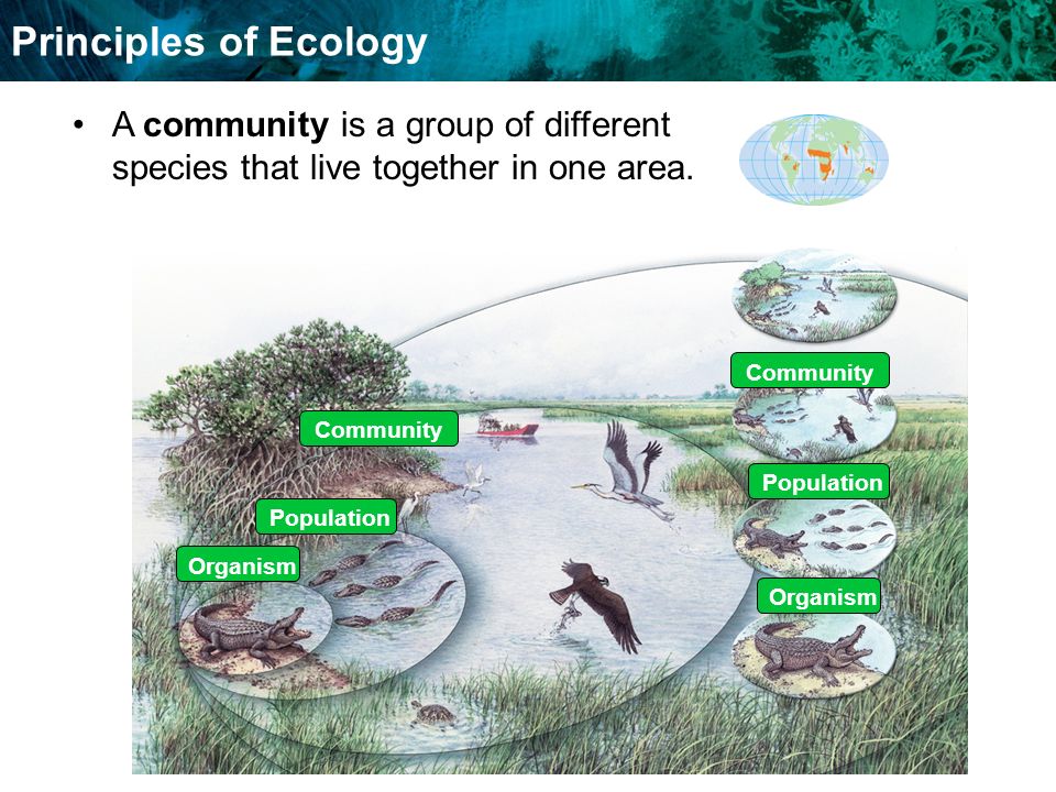 Food Chains And Food Webs Principles of Ecology Organism Population Community A community is a group of different species that live together in one area.