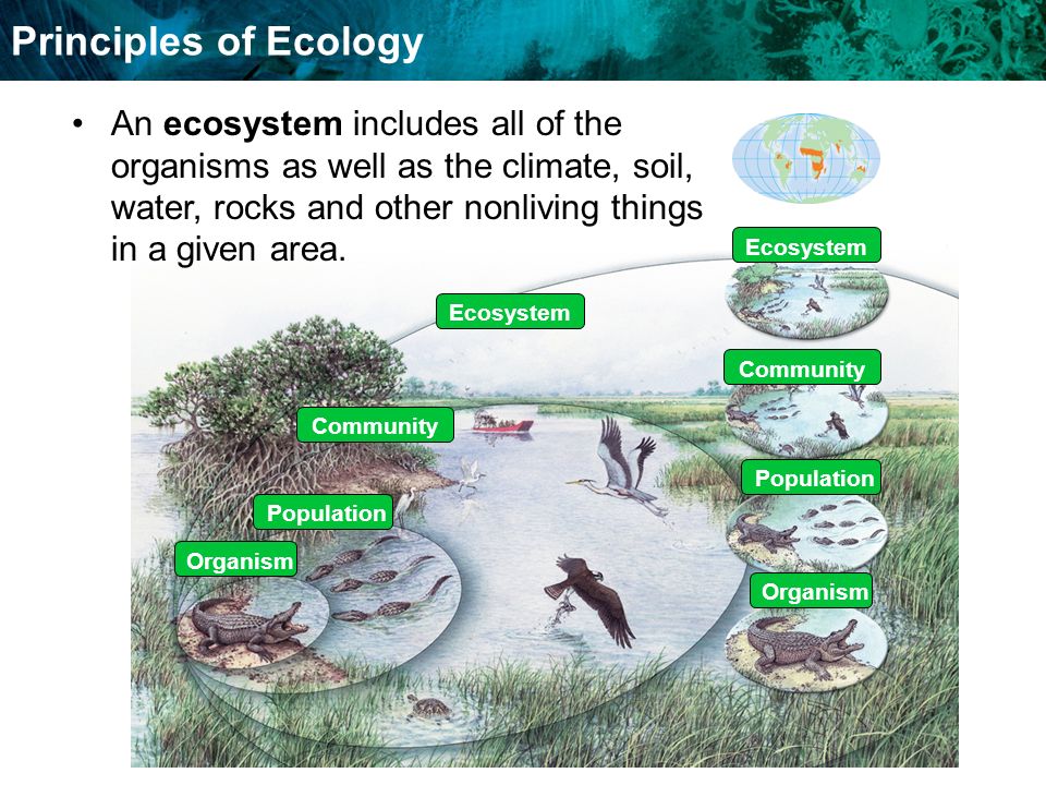 Food Chains And Food Webs Principles of Ecology Organism Population Community Ecosystem An ecosystem includes all of the organisms as well as the climate, soil, water, rocks and other nonliving things in a given area.