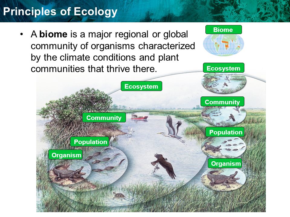 Food Chains And Food Webs Principles of Ecology Organism Population Community Ecosystem Biome A biome is a major regional or global community of organisms characterized by the climate conditions and plant communities that thrive there.