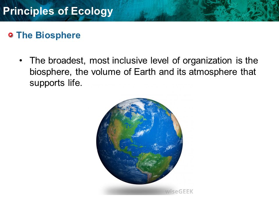 Food Chains And Food Webs Principles of Ecology The Biosphere The broadest, most inclusive level of organization is the biosphere, the volume of Earth and its atmosphere that supports life.