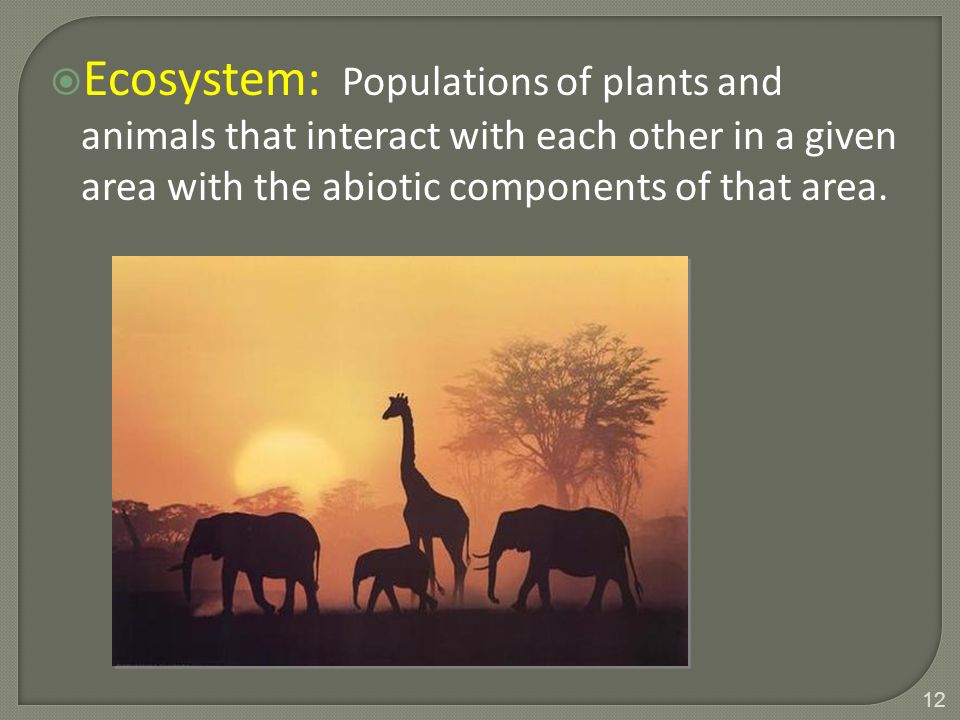 Ecosystem: Populations of plants and animals that interact with each other in a given area with the abiotic components of that area.