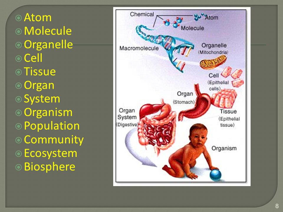  Atom  Molecule  Organelle  Cell  Tissue  Organ  System  Organism  Population  Community  Ecosystem  Biosphere 8