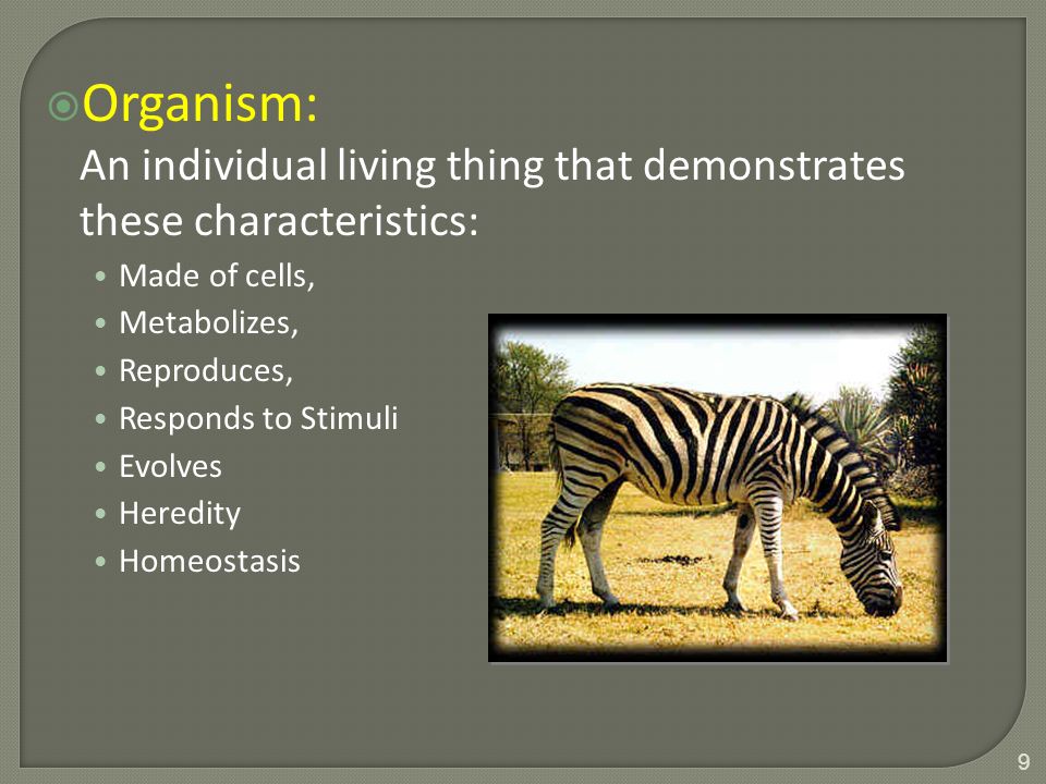  Organism: An individual living thing that demonstrates these characteristics: Made of cells, Metabolizes, Reproduces, Responds to Stimuli Evolves Heredity Homeostasis 9