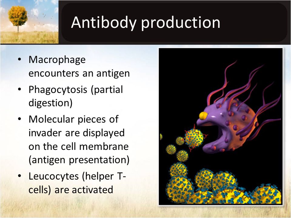Antibody production Macrophage encounters an antigen Phagocytosis (partial digestion) Molecular pieces of invader are displayed on the cell membrane (antigen presentation) Leucocytes (helper T- cells) are activated