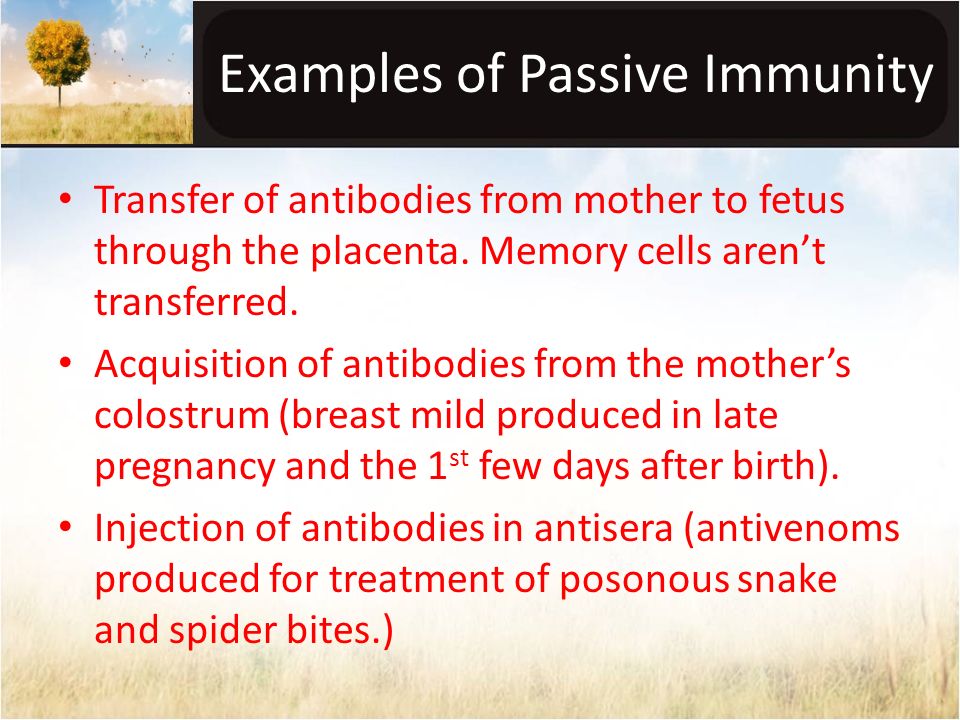 Examples of Passive Immunity Transfer of antibodies from mother to fetus through the placenta.