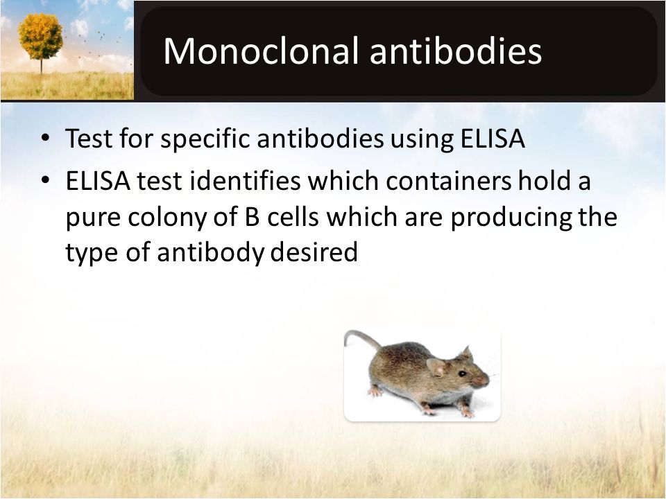 Monoclonal antibodies Test for specific antibodies using ELISA ELISA test identifies which containers hold a pure colony of B cells which are producing the type of antibody desired