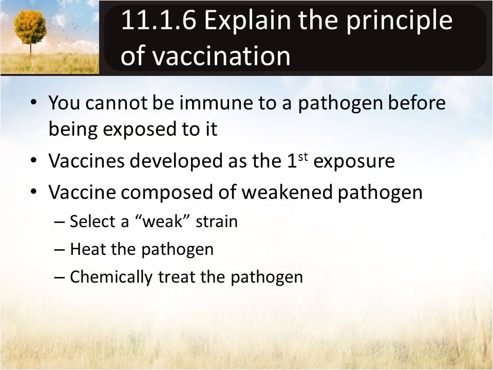 Explain the principle of vaccination You cannot be immune to a pathogen before being exposed to it Vaccines developed as the 1 st exposure Vaccine composed of weakened pathogen – Select a weak strain – Heat the pathogen – Chemically treat the pathogen