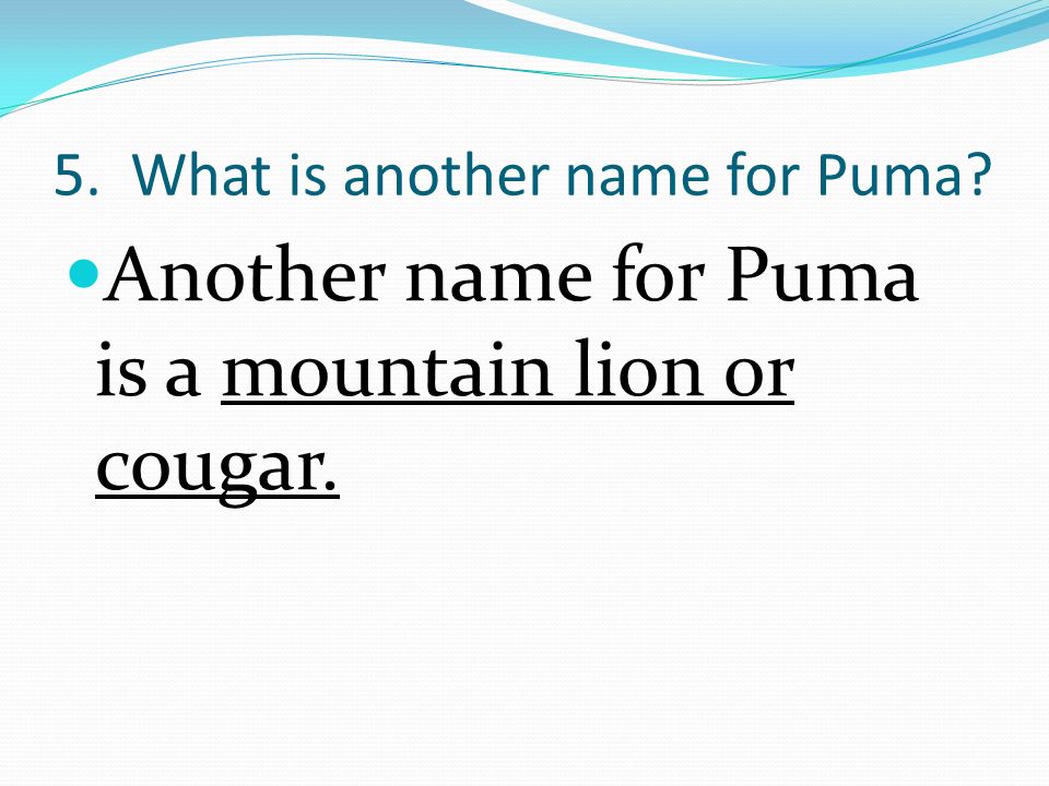 another name for puma