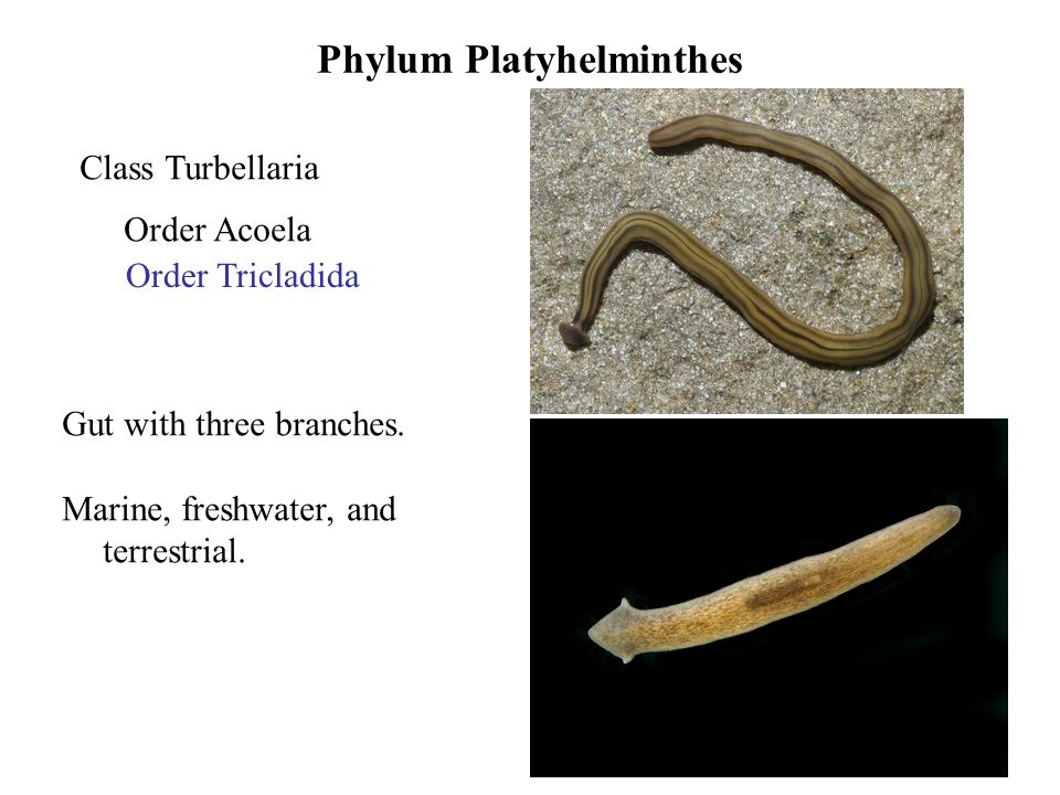 Platyhelminthes turbellaria tricladida, MATARKA - Cikkek listája
