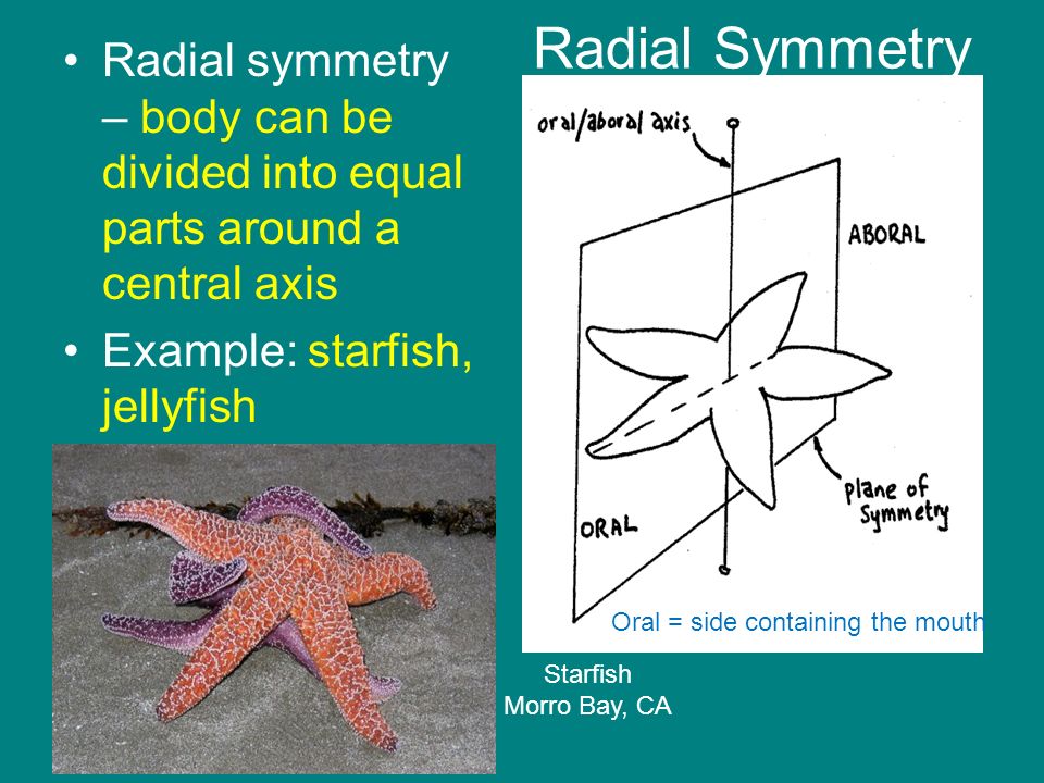 Animals have different patterns of symmetry, the arrangement of body parts  around a central axis –Asymmetry – no general body plan –Example: Sponges  Asymmetry. - ppt download