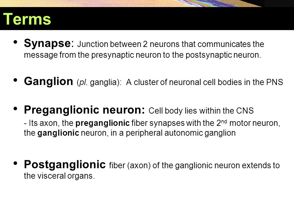 Terms Synapse: Junction between 2 neurons that communicates the message from the presynaptic neuron to the postsynaptic neuron.