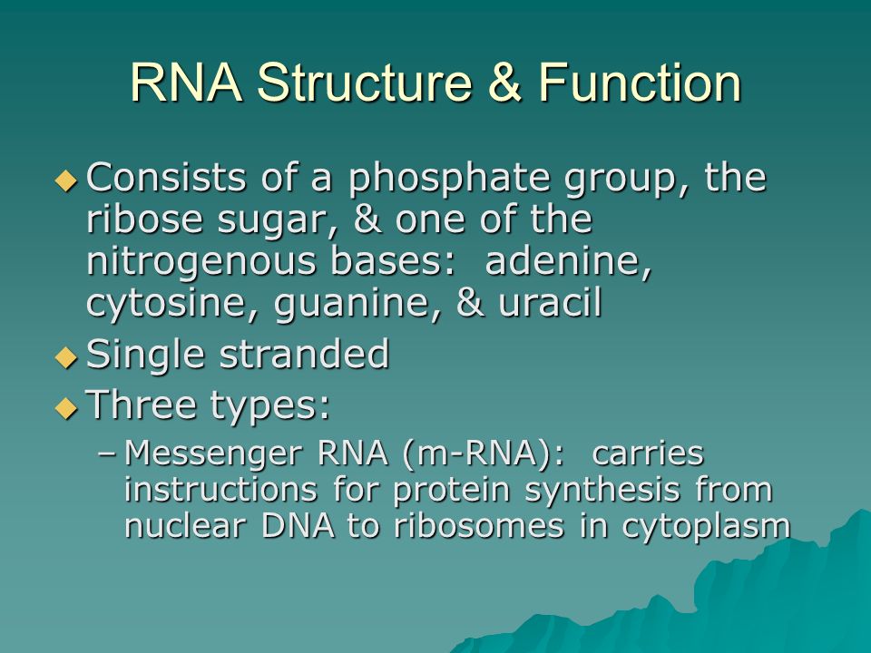 RNA Structure & Function  Consists of a phosphate group, the ribose sugar, & one of the nitrogenous bases: adenine, cytosine, guanine, & uracil  Single stranded  Three types: –Messenger RNA (m-RNA): carries instructions for protein synthesis from nuclear DNA to ribosomes in cytoplasm
