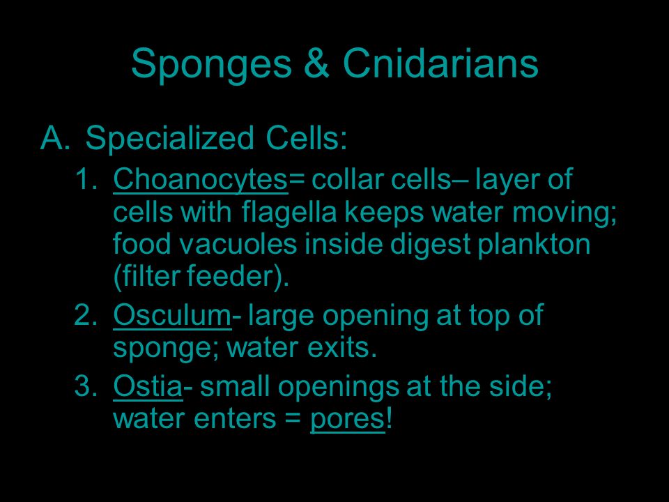 Animals Without A Backbone Or Spinal Column Sponges Cnidarians