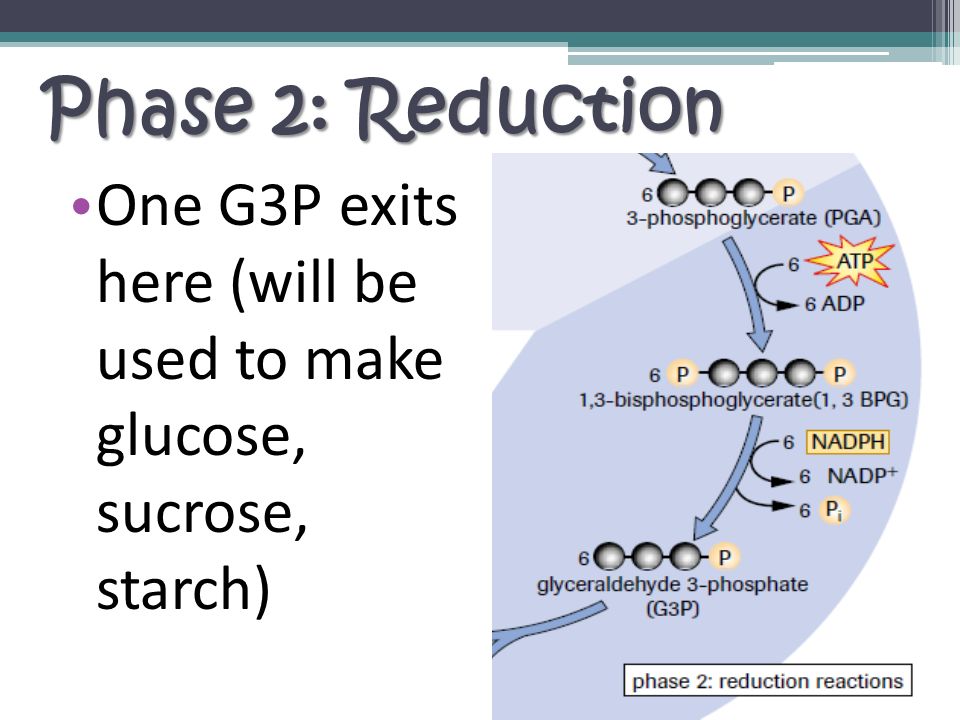 Phase 2: Reduction One G3P exits here (will be used to make glucose, sucrose, starch)