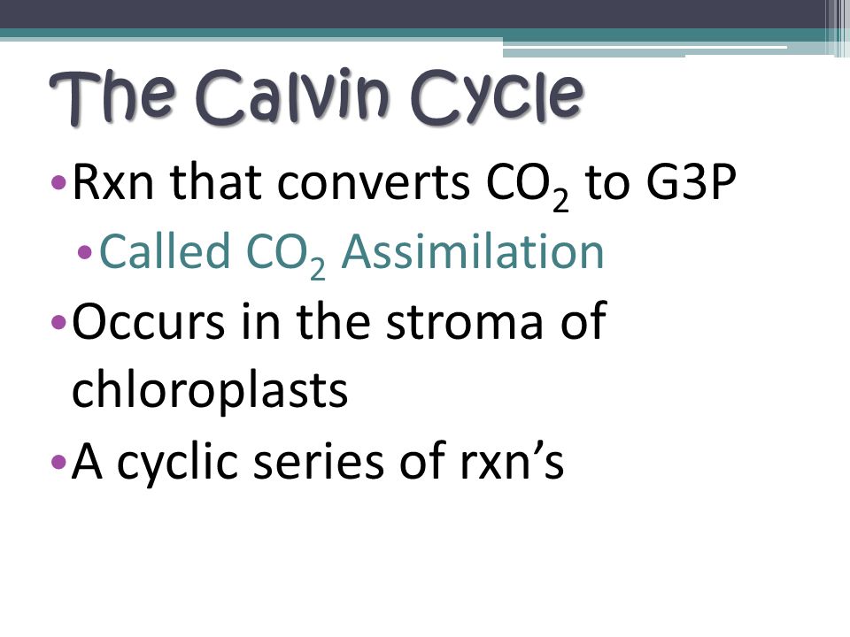 The Calvin Cycle Rxn that converts CO 2 to G3P Called CO 2 Assimilation Occurs in the stroma of chloroplasts A cyclic series of rxn’s