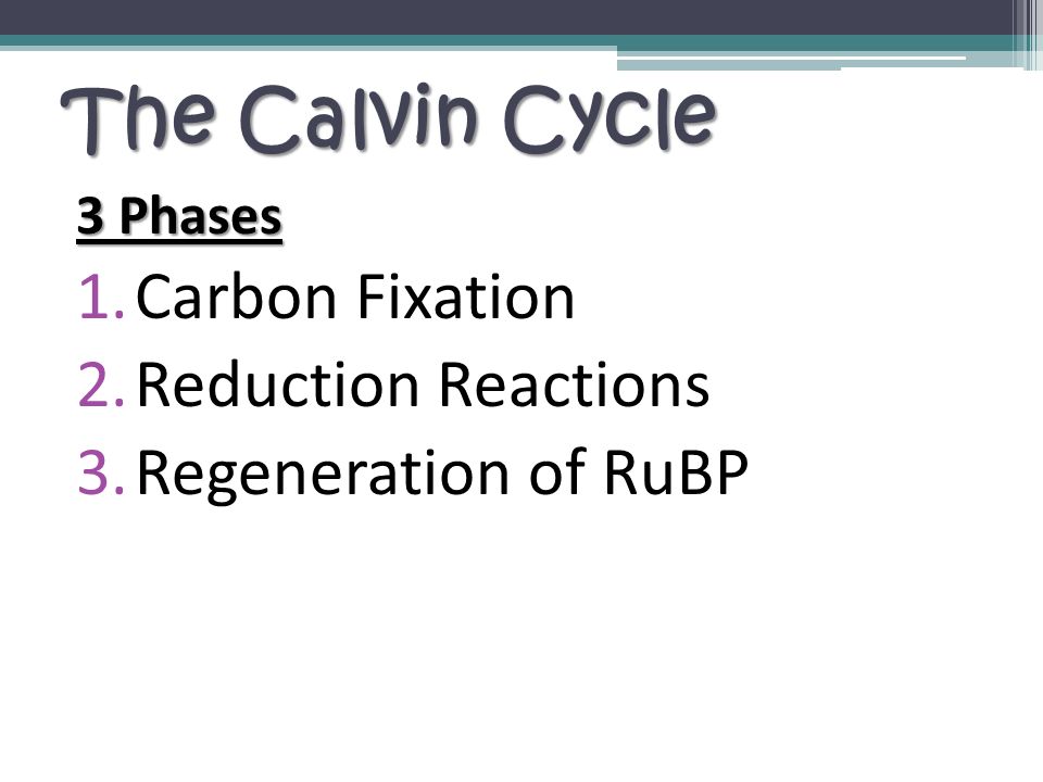 The Calvin Cycle 3 Phases 1.Carbon Fixation 2.Reduction Reactions 3.Regeneration of RuBP