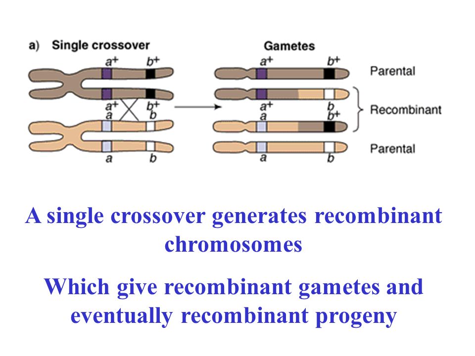 GENETIC MAPPING III. The problem of double crossovers in genetic mapping  experiments. - ppt download
