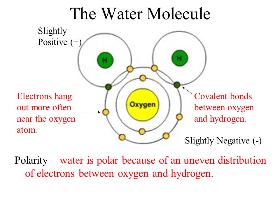 electron distribution diagram of water